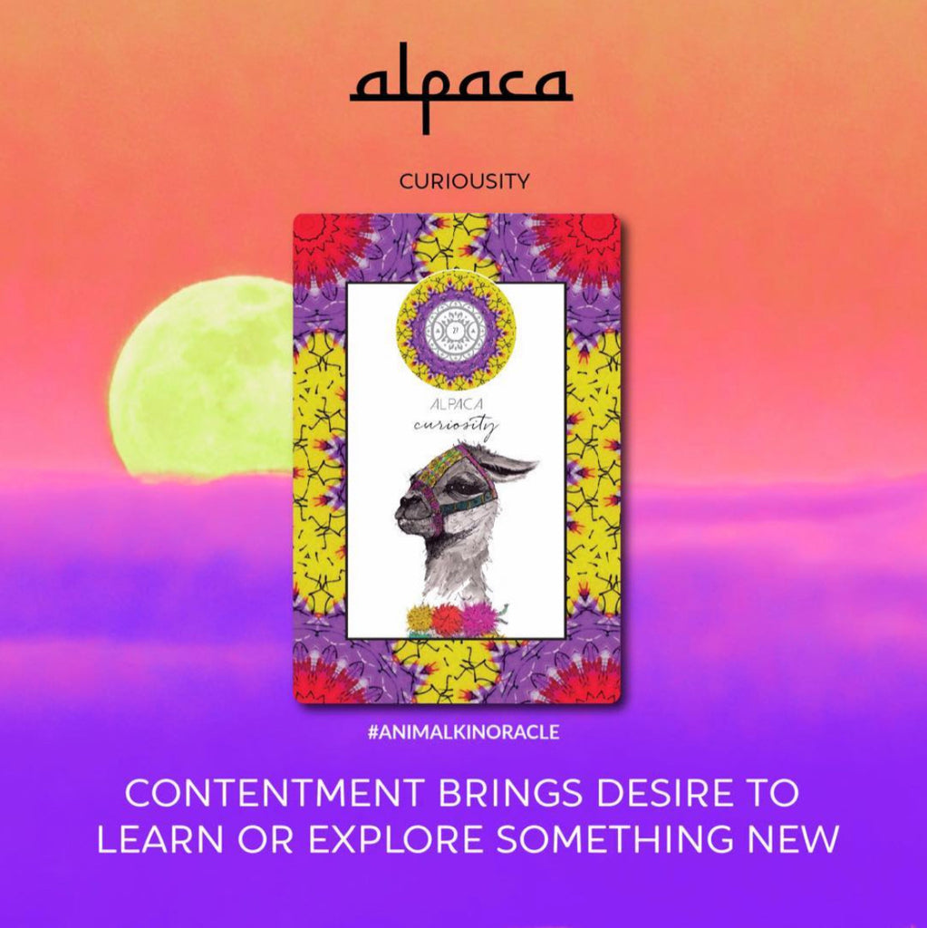 ALPACA // Animal Messenger